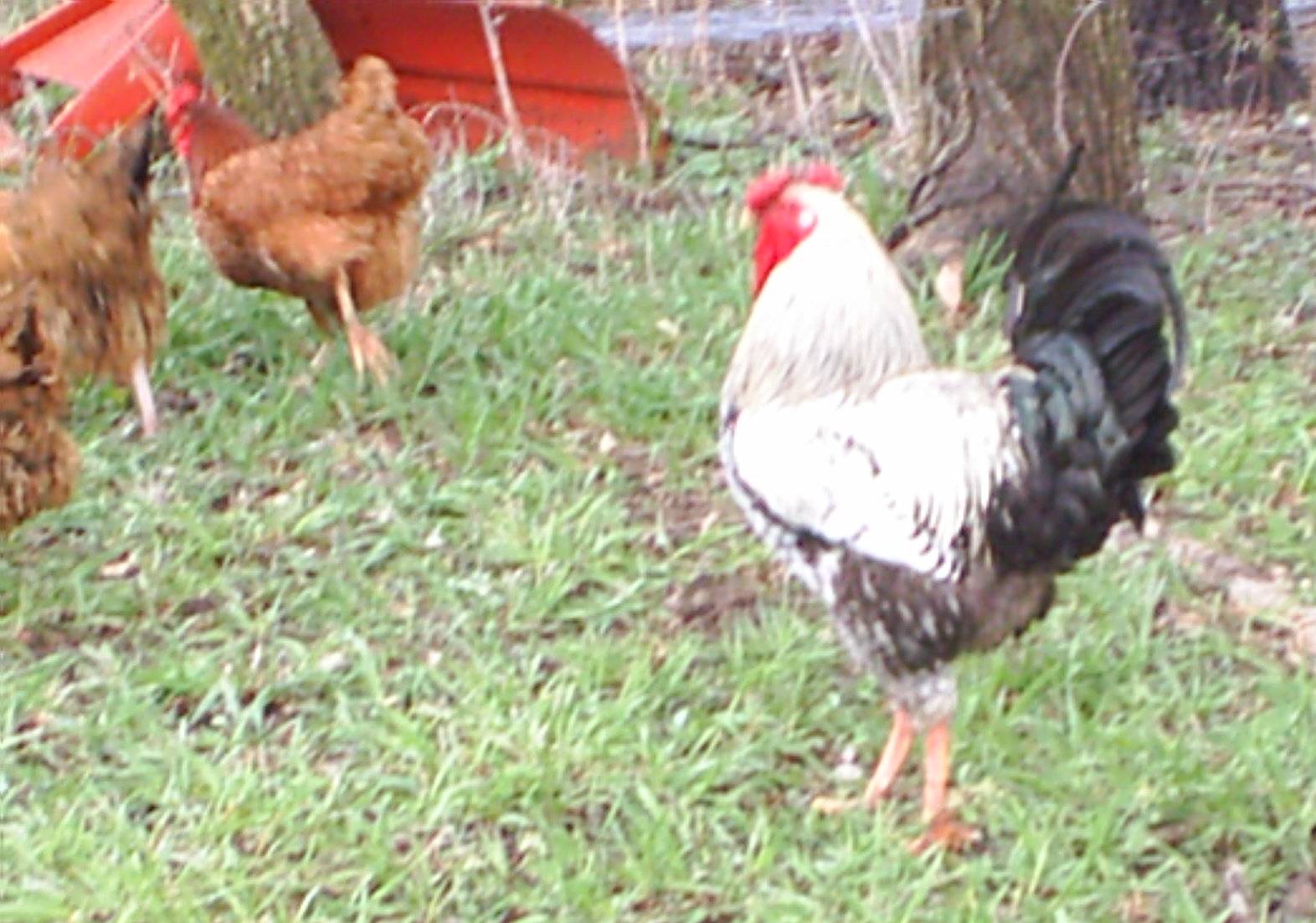 [rooster.jpg]