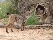 Je connais quelqu'un qui a une barbiche comme le lynx!