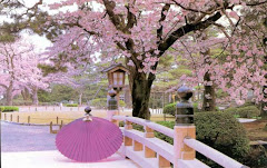 Un cerisier en fleurs au Japon!