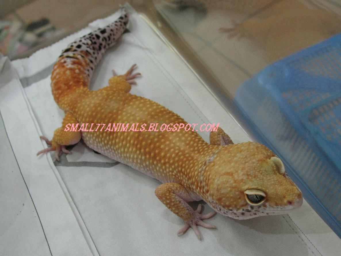 Leopard Geckos For Sale