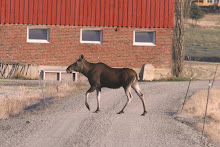 SKOGENS KONGE