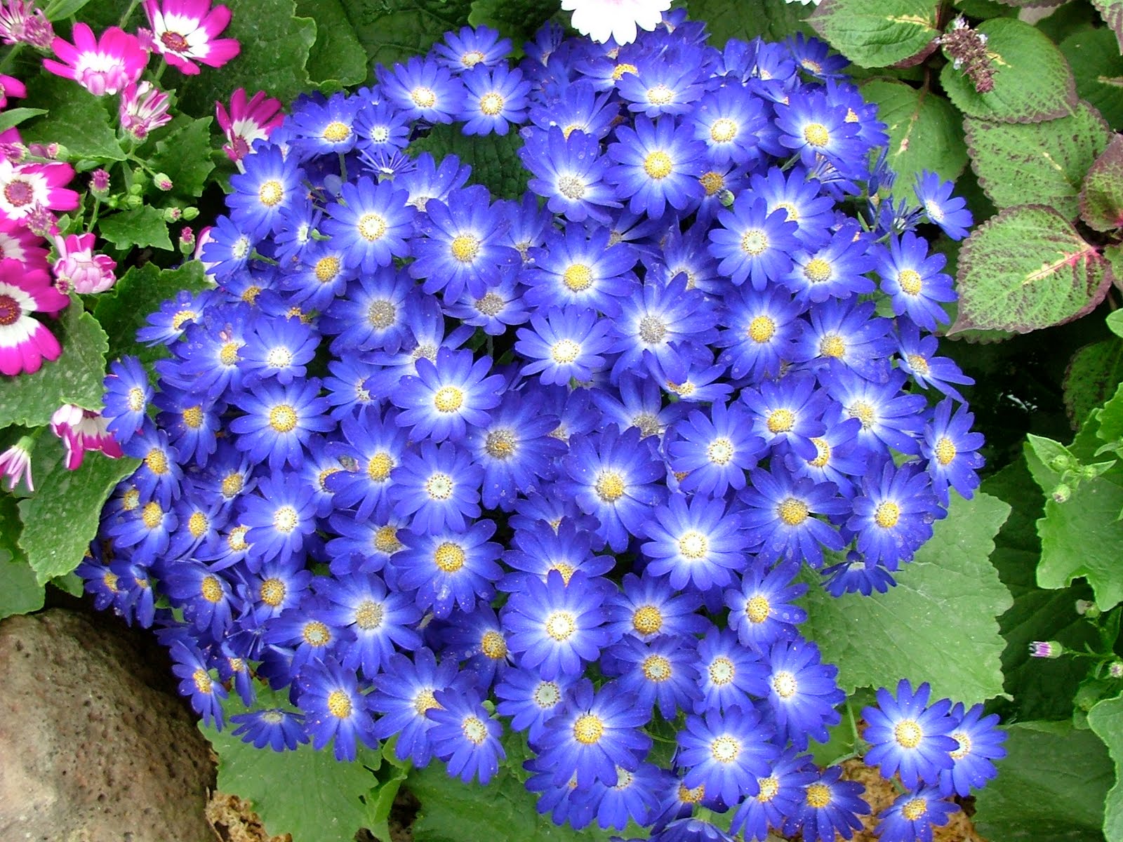 Cilipadi 辣椒角色 Melbourne's winter flowers