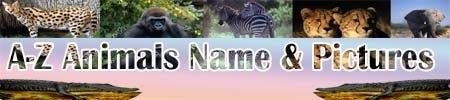 Win Min: A-Z Animals name list with photoes, Animals name in alphabetic