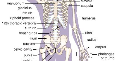 Win Min: Human Body Bones functions,Human Body bones Parts, Bones in