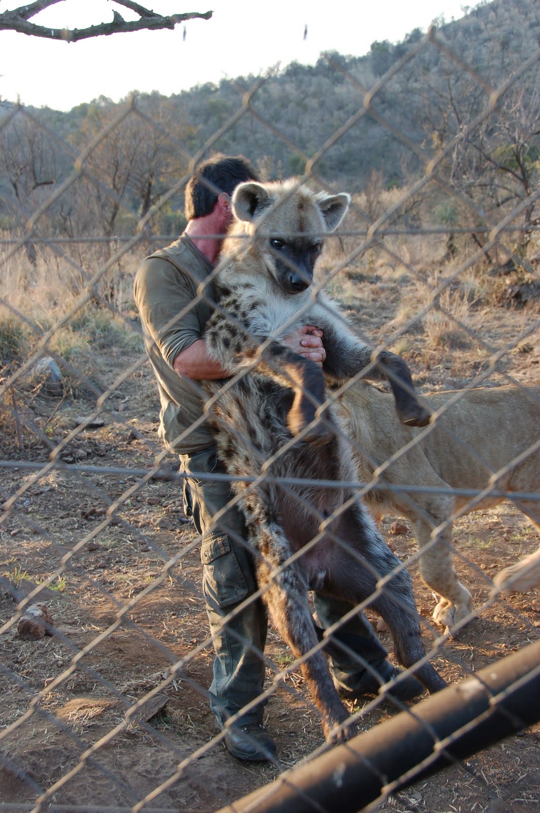 SERIOUSLY THIS DUDE CHILLING WITH LIONS AND HYENAS............