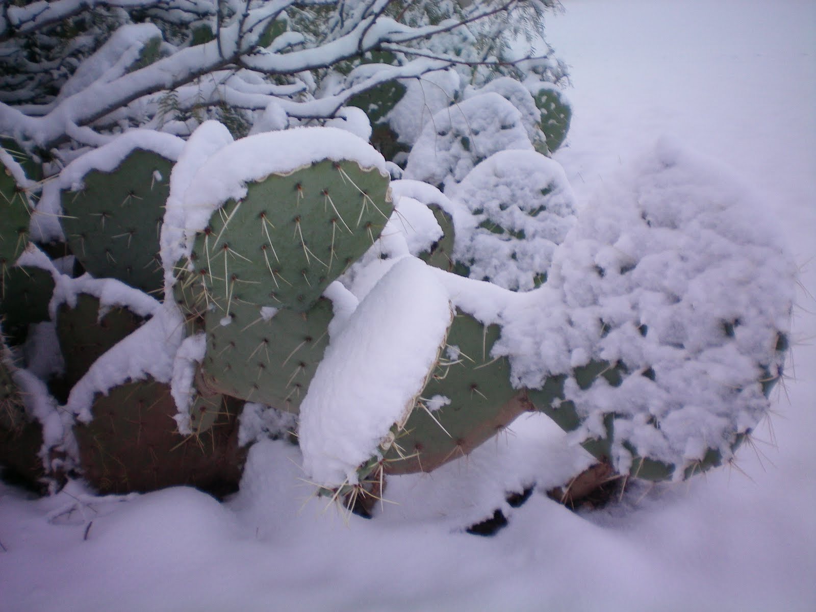 [12+4+prickly+pear+with+snow.jpg]