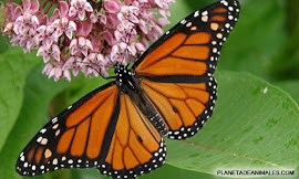 MARIPOSA MONARCA