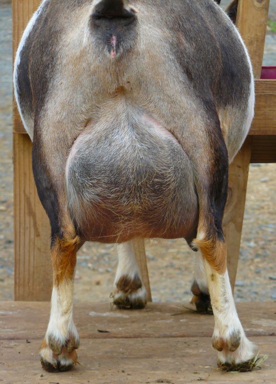 huge sagging udders