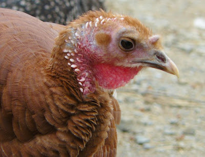 red turkey