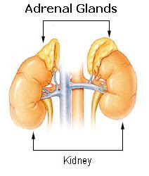 Science, Natural Phenomena & Medicine: Adrenal Glands