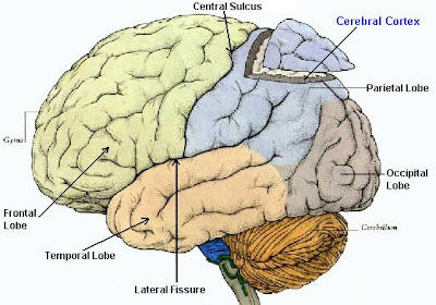 Cerebral Cortex