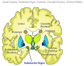 Science Natural Phenomena Medicine Substantia Nigra