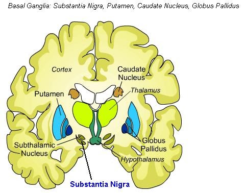 Science Natural Phenomena Medicine Substantia Nigra