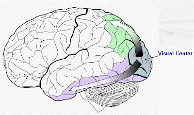 Center Of Brain