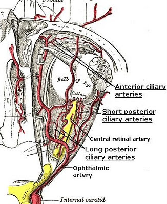 anterior ciliary arteries