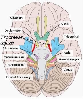 Papilledema in children