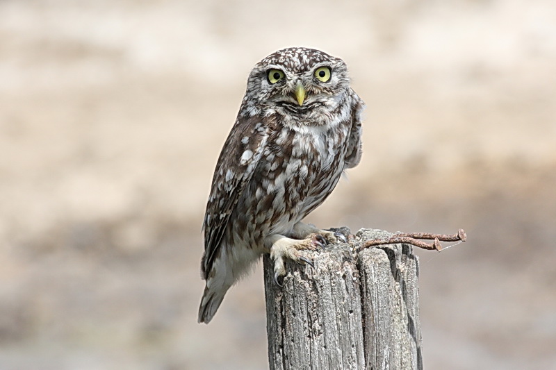 Nature in Greece Κουκουβάγια Little Owl