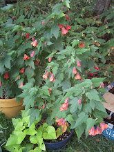 Abutilon, growin\