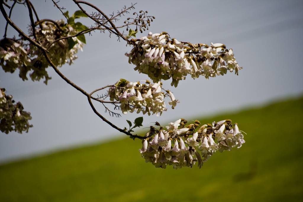 [IMG_7270_processed.JPG]