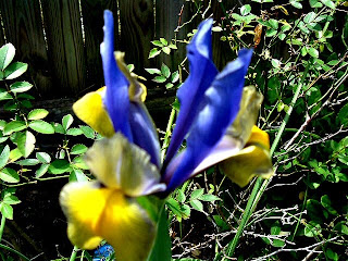 Mini Japanese Iris