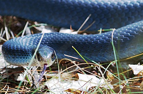 Coluber Constrictor Foxii