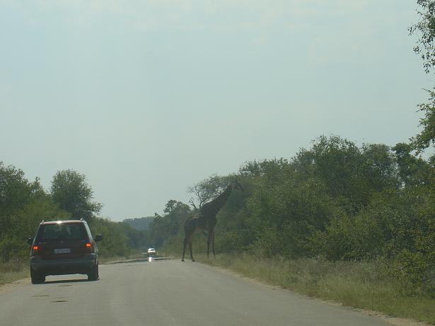 [girafa_estrada.JPG]
