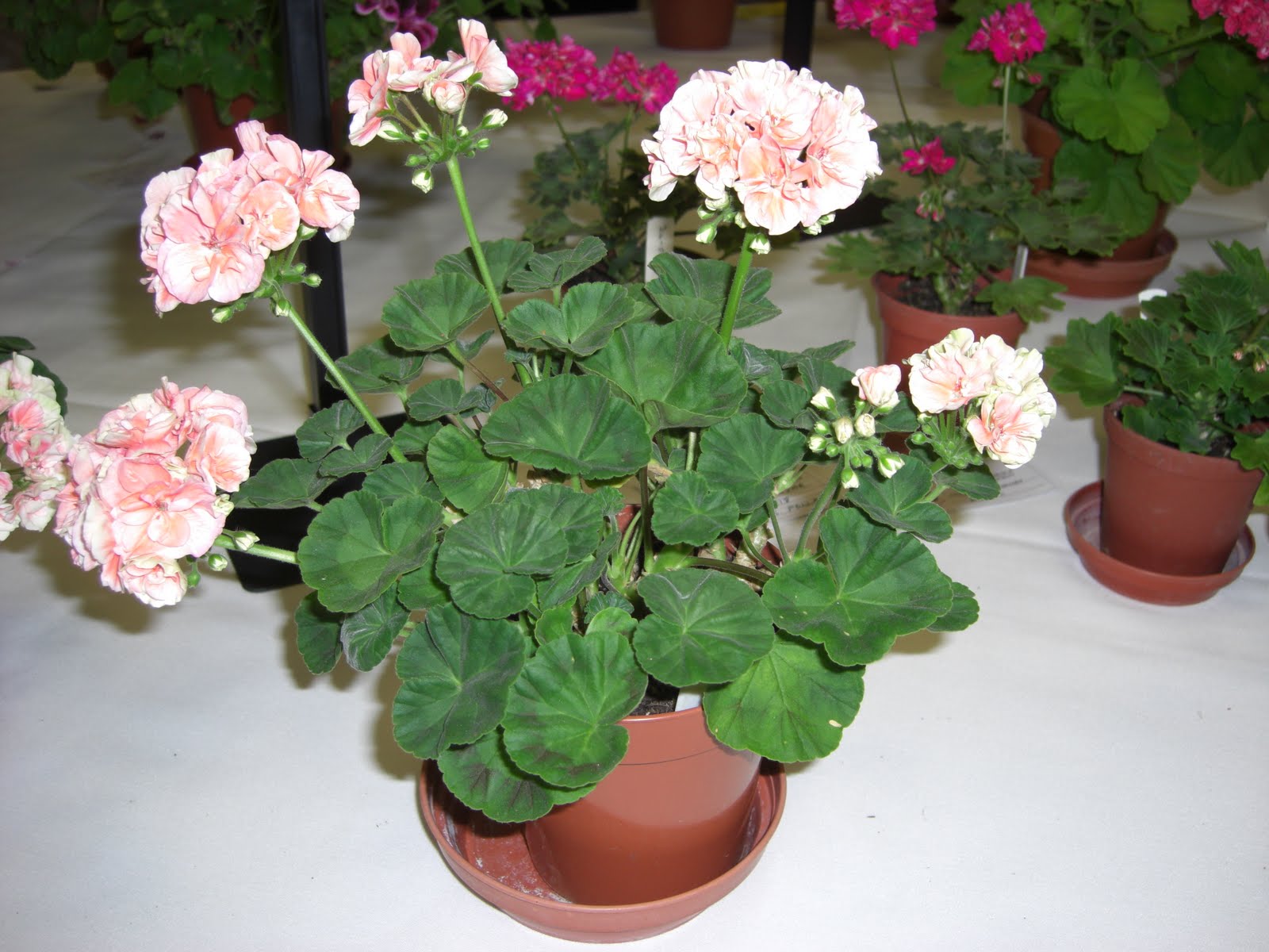 PERFECT PELARGONIUMS: September 2010