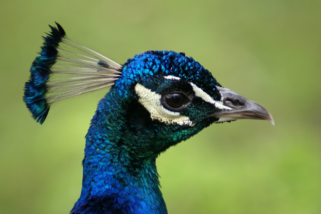 Peacock anyone?