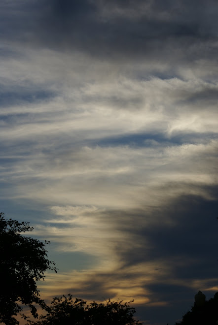 Sunset over the Trees