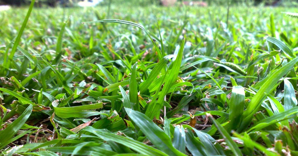 Growing Gardeners How To Grow The Best Lawn Grass 4