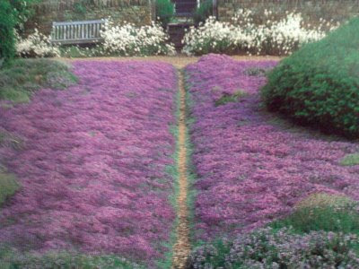 landscape design the search for an alternative to lawn landscape design the search for an alternative to lawn