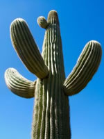 [saguaro-cactus.jpg]