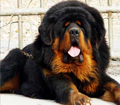 el perro mas caro del mundo Mastin+del+tibet