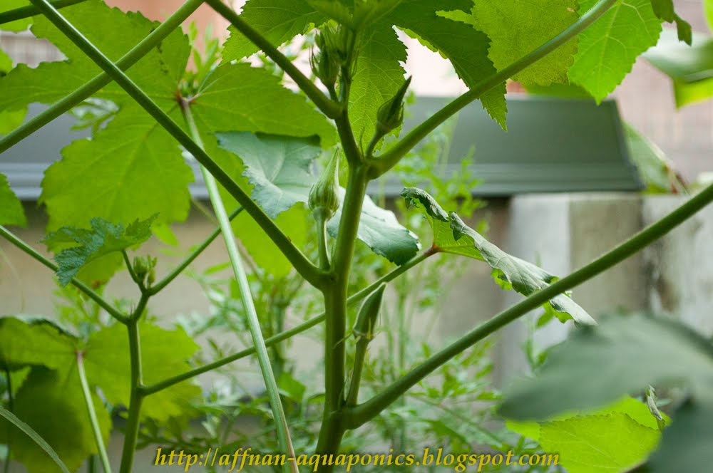 Affnan's Aquaponics Bendi Okra
