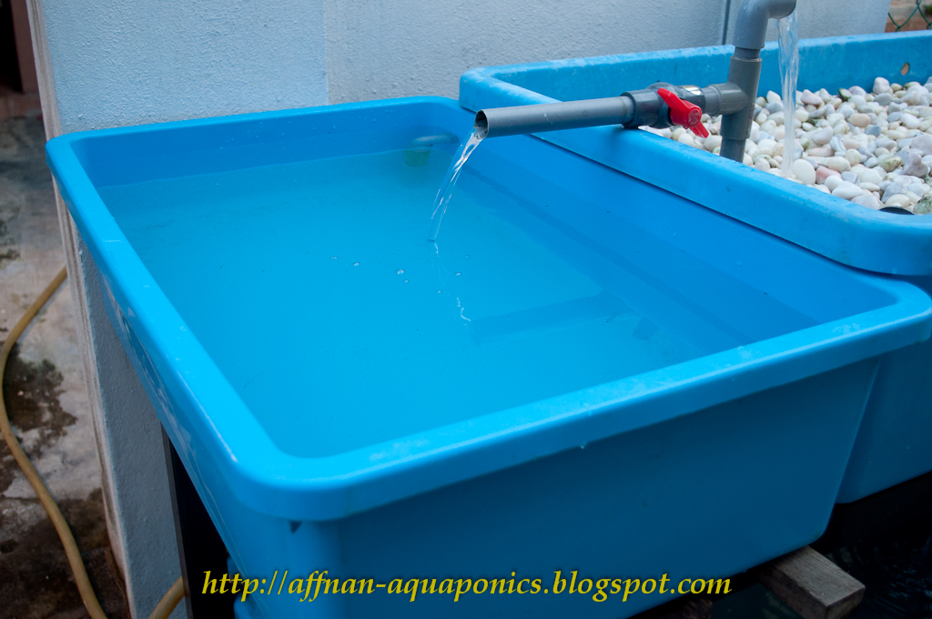 Affnan's Aquaponics Tilapia Breeding The New Set Part I