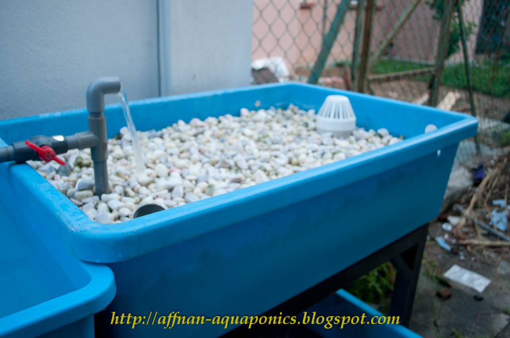 Affnan's Aquaponics Tilapia Breeding The New Set Part I