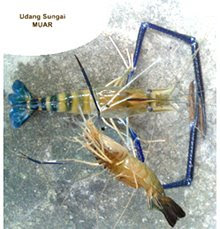 UDANG SUNGAI MUAR