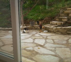 elke morgen komen de kip en de kat