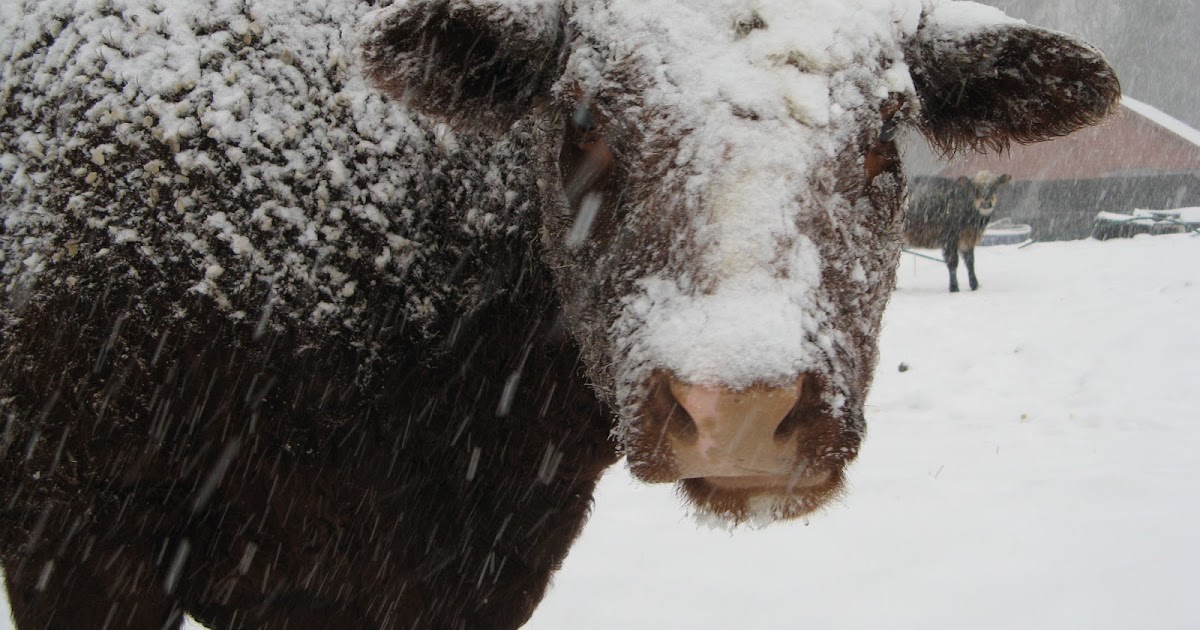 Animal Instinct A Blizzard of Free Fertilizer