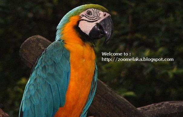 Welcome to Zoo Melaka
