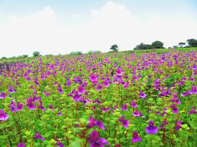 Kas Satara