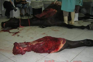 autopsy autopsia cavalo