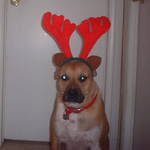 Buster the Reindeer Dog