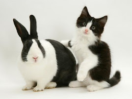 The Rabbit and The Cat