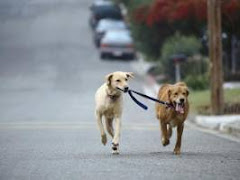 walking the dog