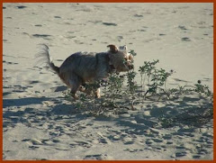birds do it... dogs do it... even bees do it...