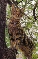 leopard cat??