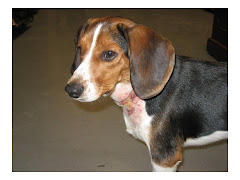 Sonny.... injured and rescued