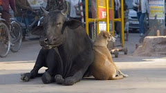 a dog and a cow.... it's a beautiful thing