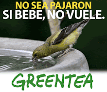 greentea_pajaron_0108.gif